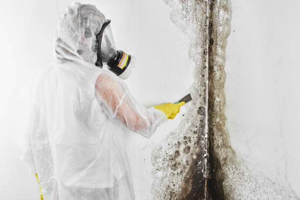 Mold Testing and Removal in Paloma Creek, TX