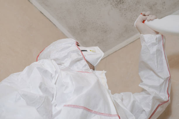 Best Certified Mold Removal  in Paloma Creek, TX