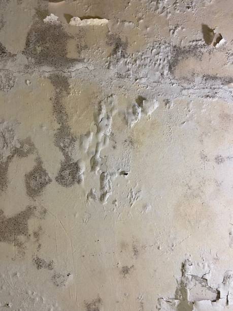 Best Same-Day Mold Removal  in Paloma Creek, TX