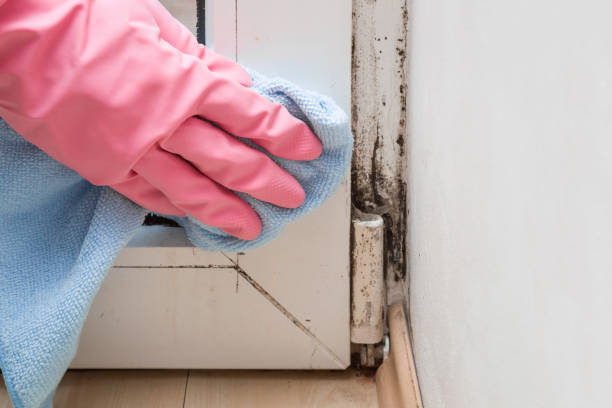 Best Mold Testing and Removal  in Paloma Creek, TX